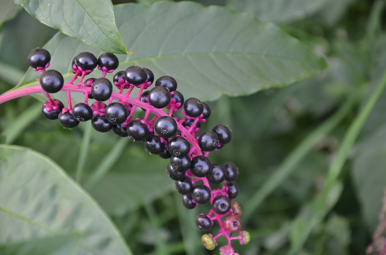 Image - fruits of phytolacca american