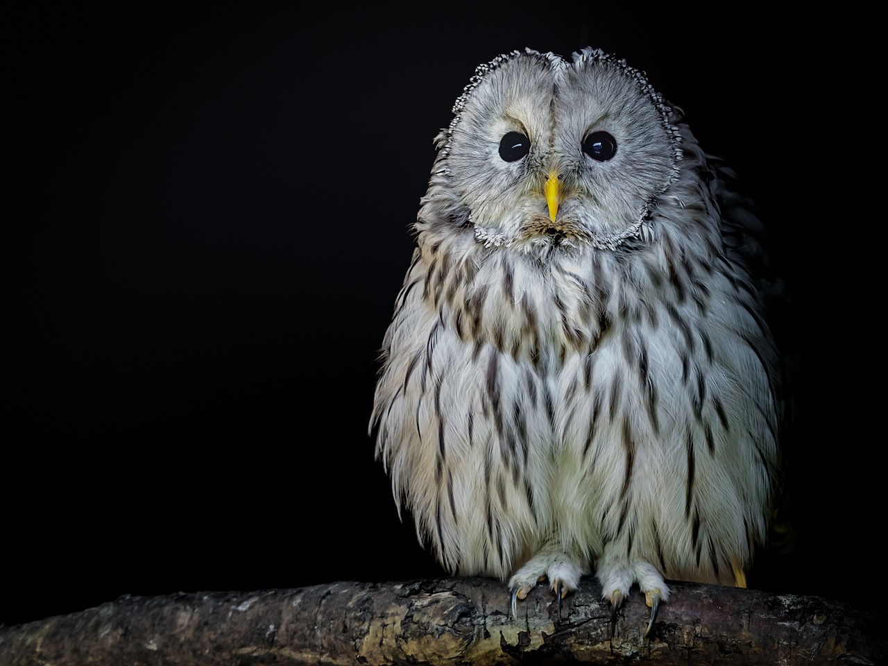 Image - bird owl ural owl plumage eyes