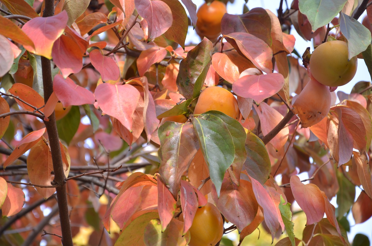 Image - fruit in the autumn khaki acerbi