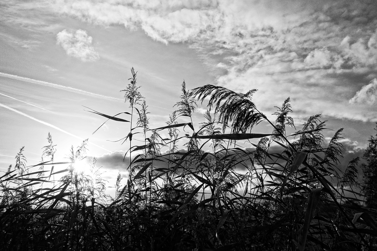 Image - reeds plumes vegetation plant