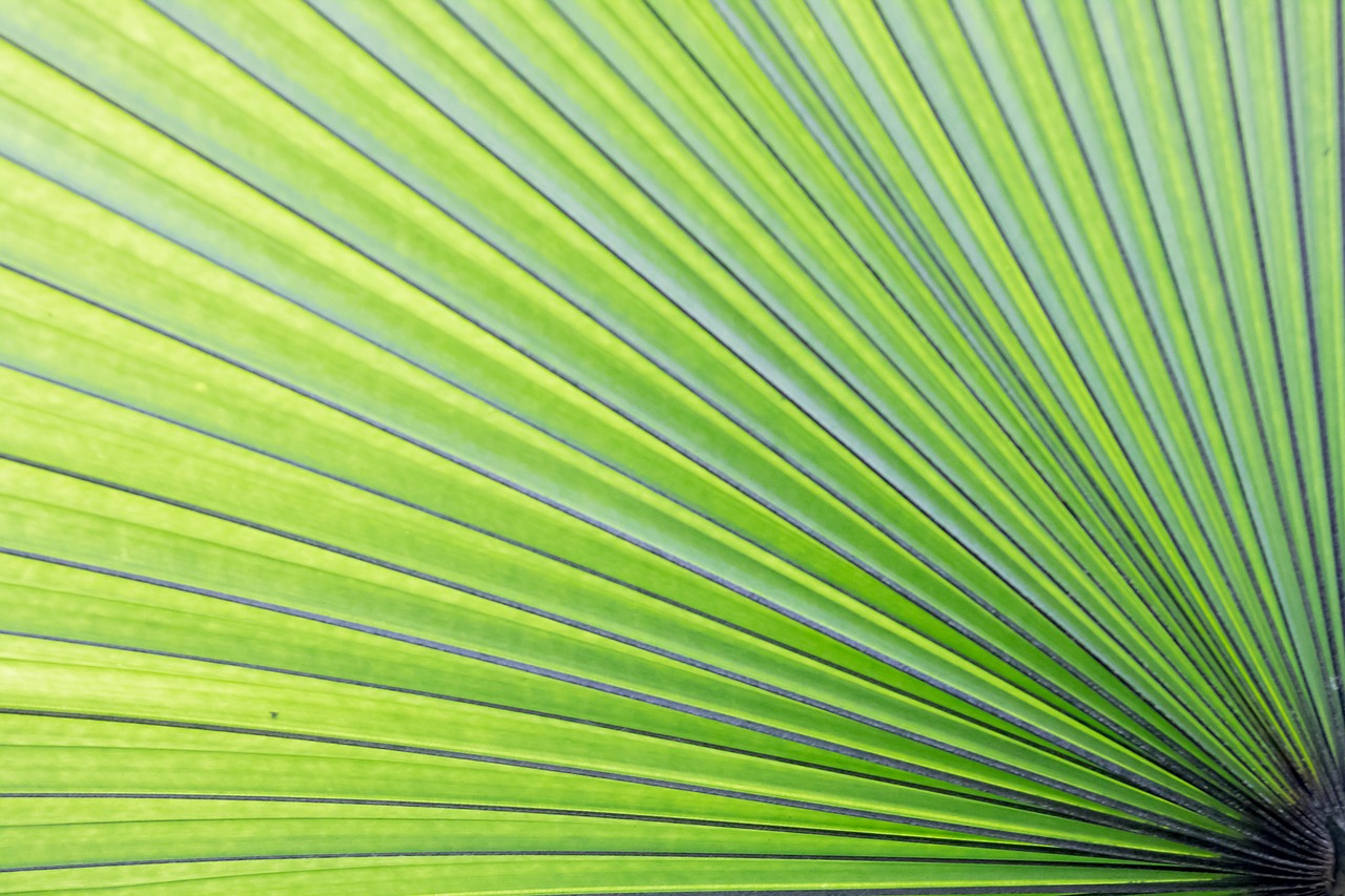 Image - green palm lea leaf tropical tree