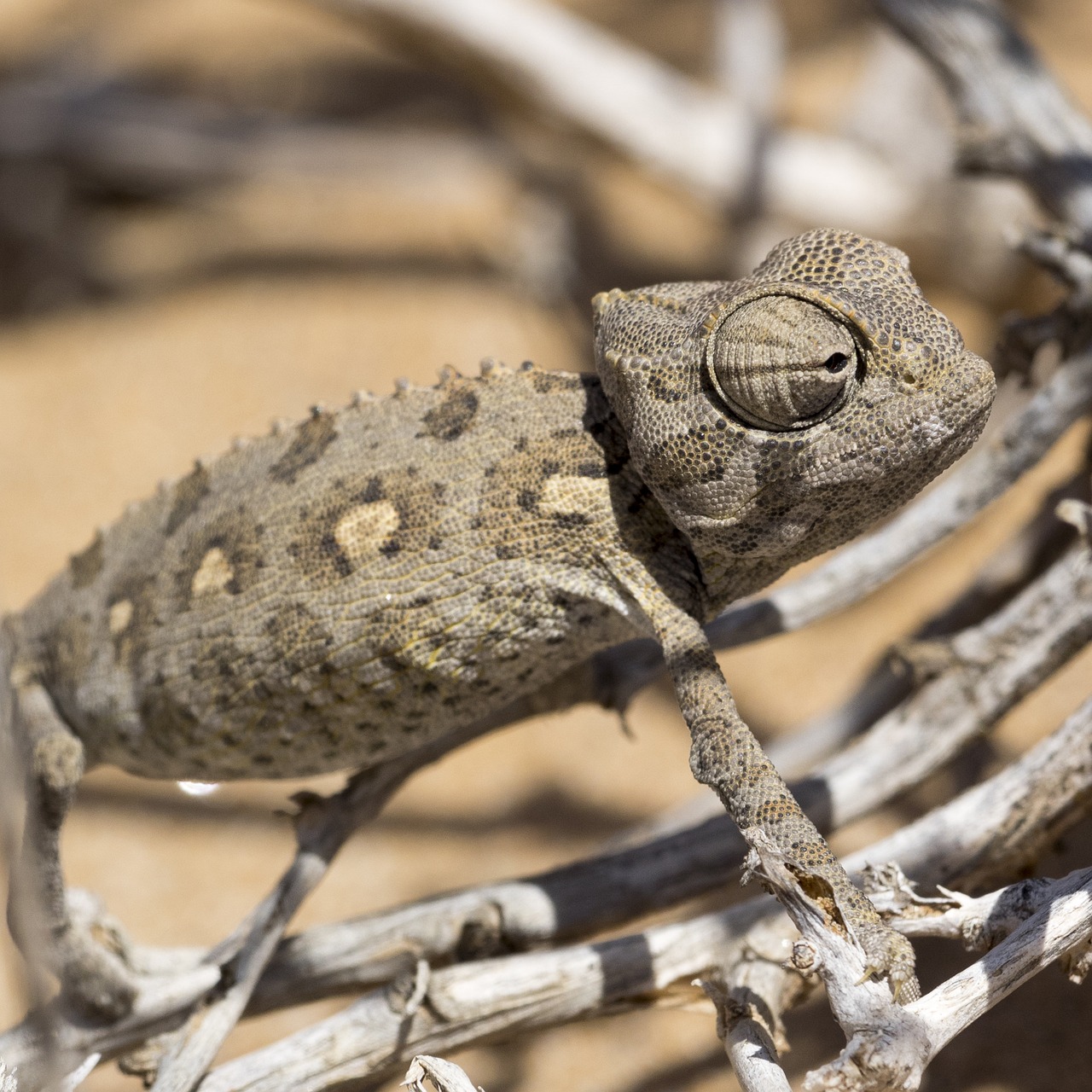 Image - chameleon desert reptile sand