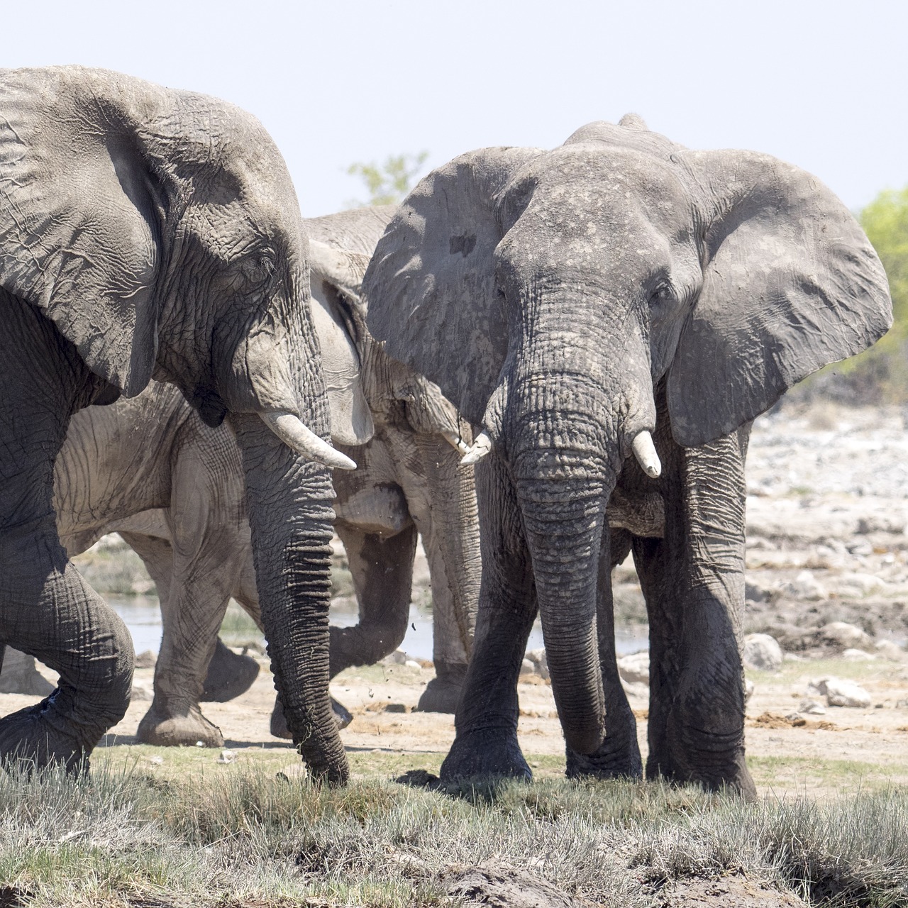 Image - elephant safari africa