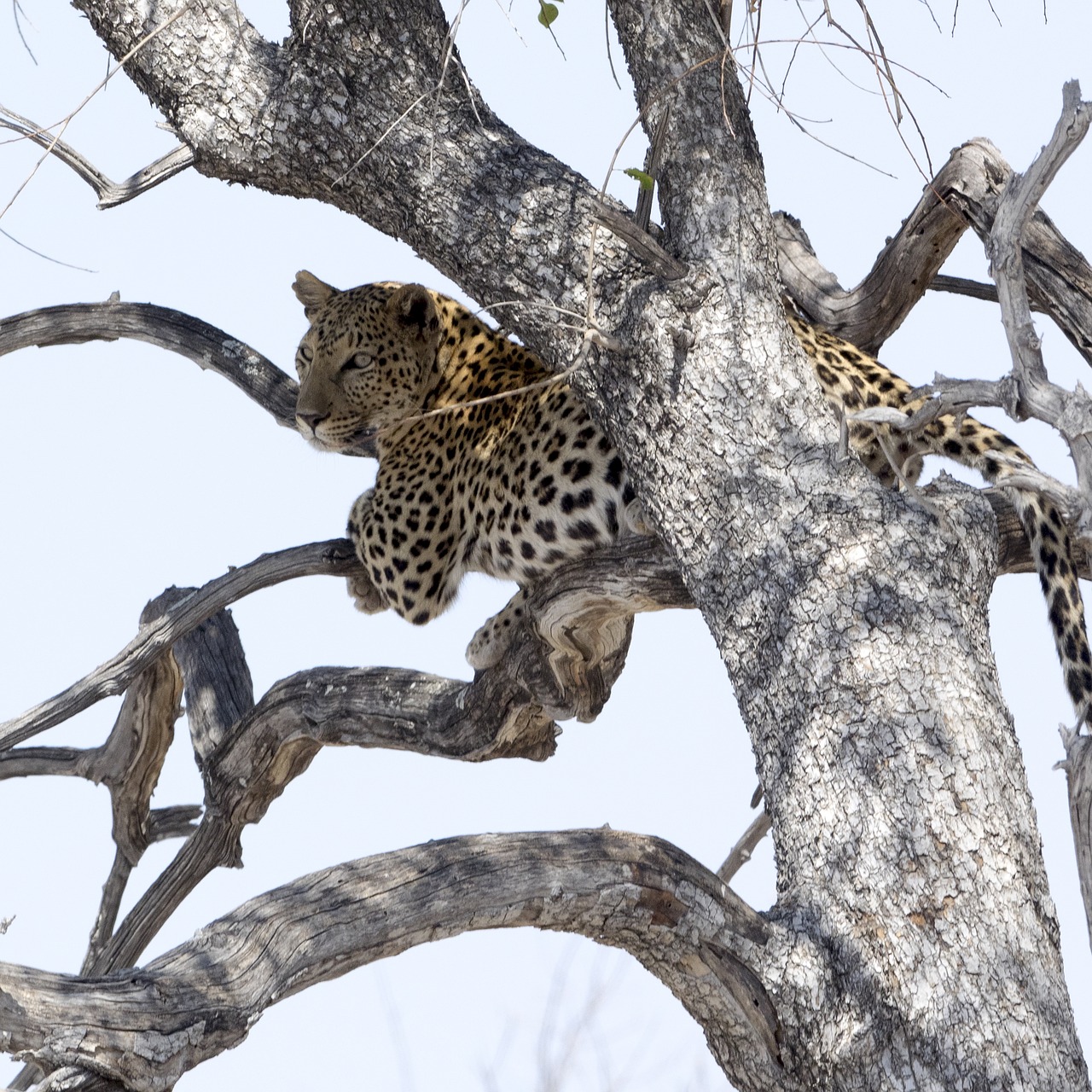 Image - leopard national park africa safari