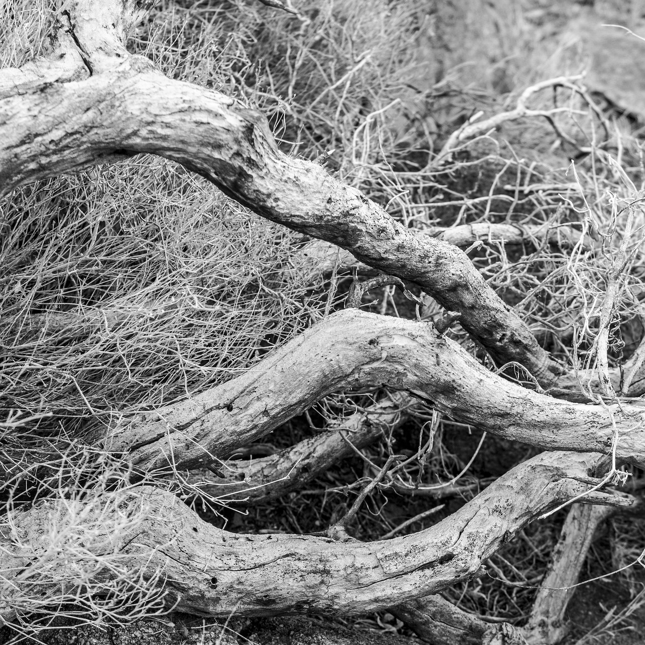 Image - wood shriveled from desert dry