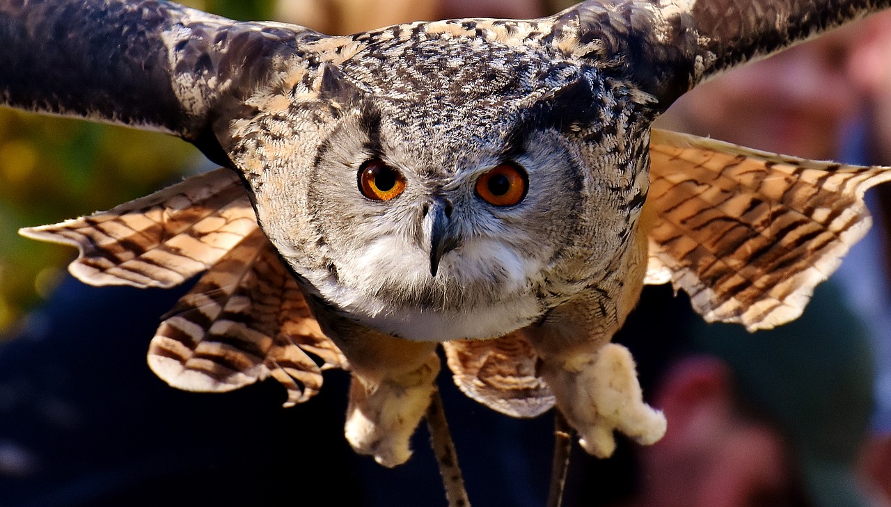 Image - owl bird feather cute plumage