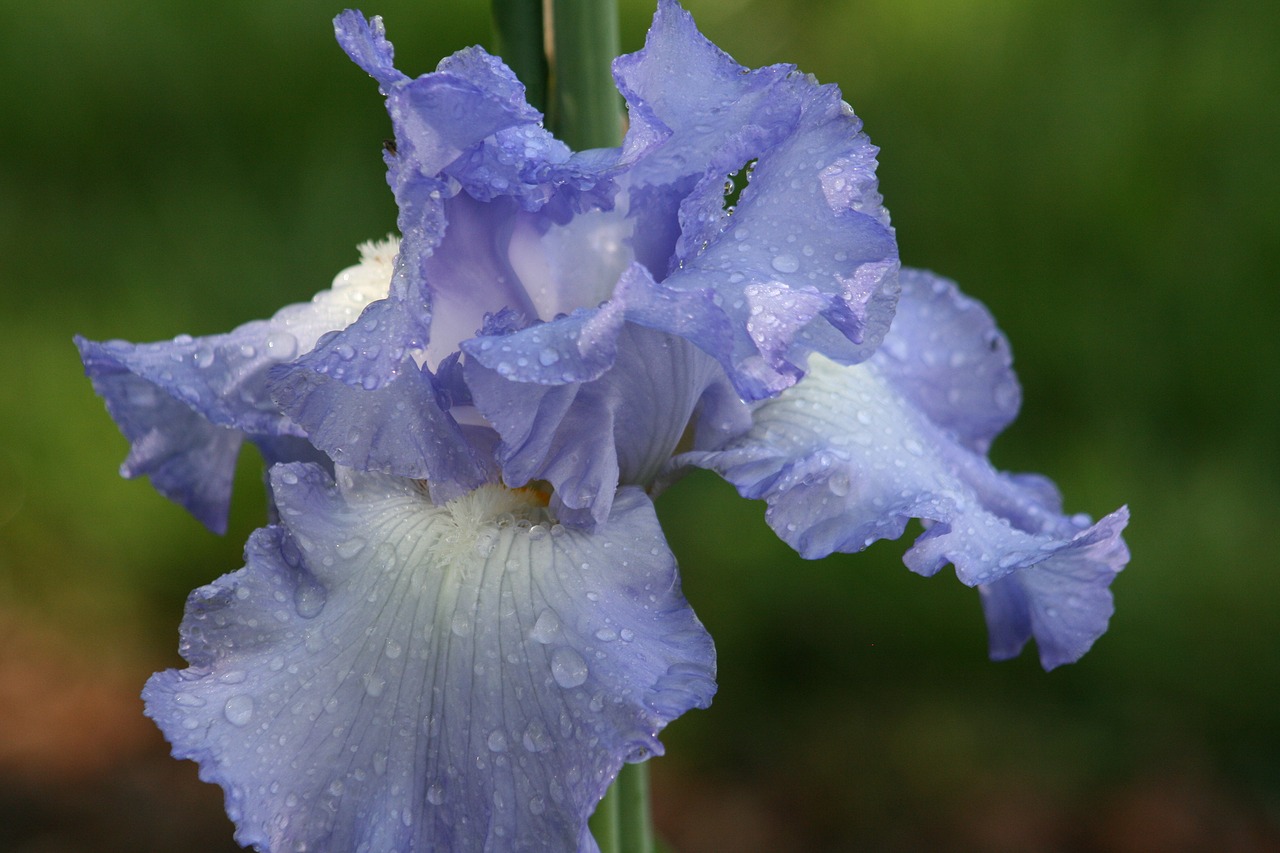 Image - iris fresh rain water drops floral