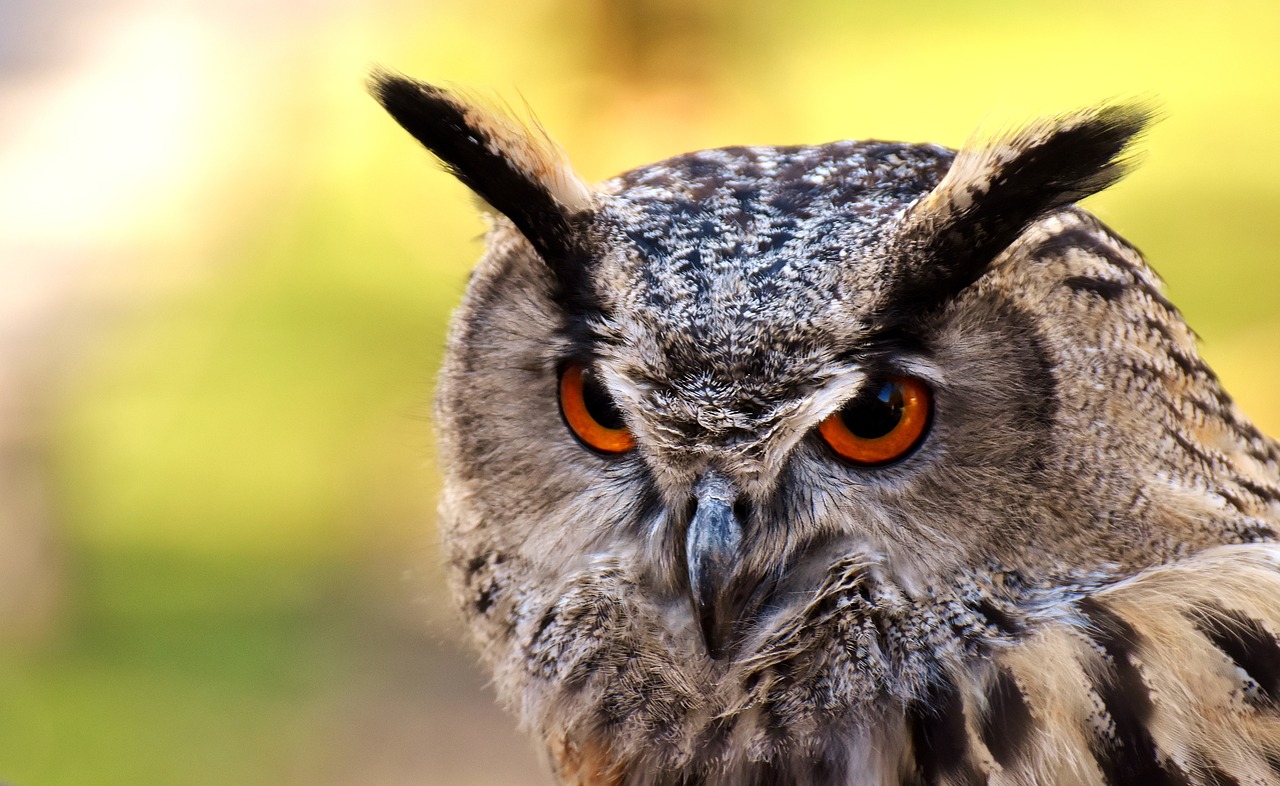 Image - owl bird feather cute plumage