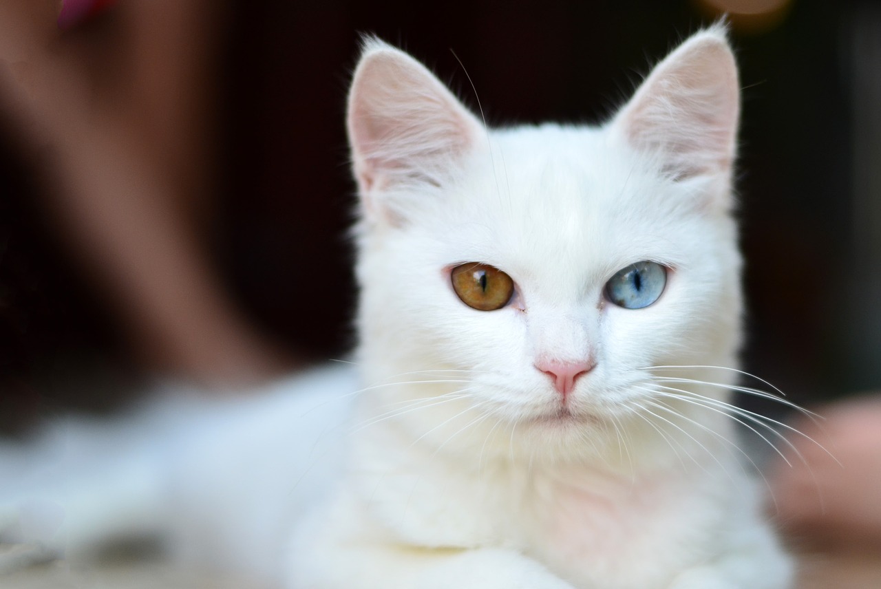 Image - kitty push cat pet kitten cute