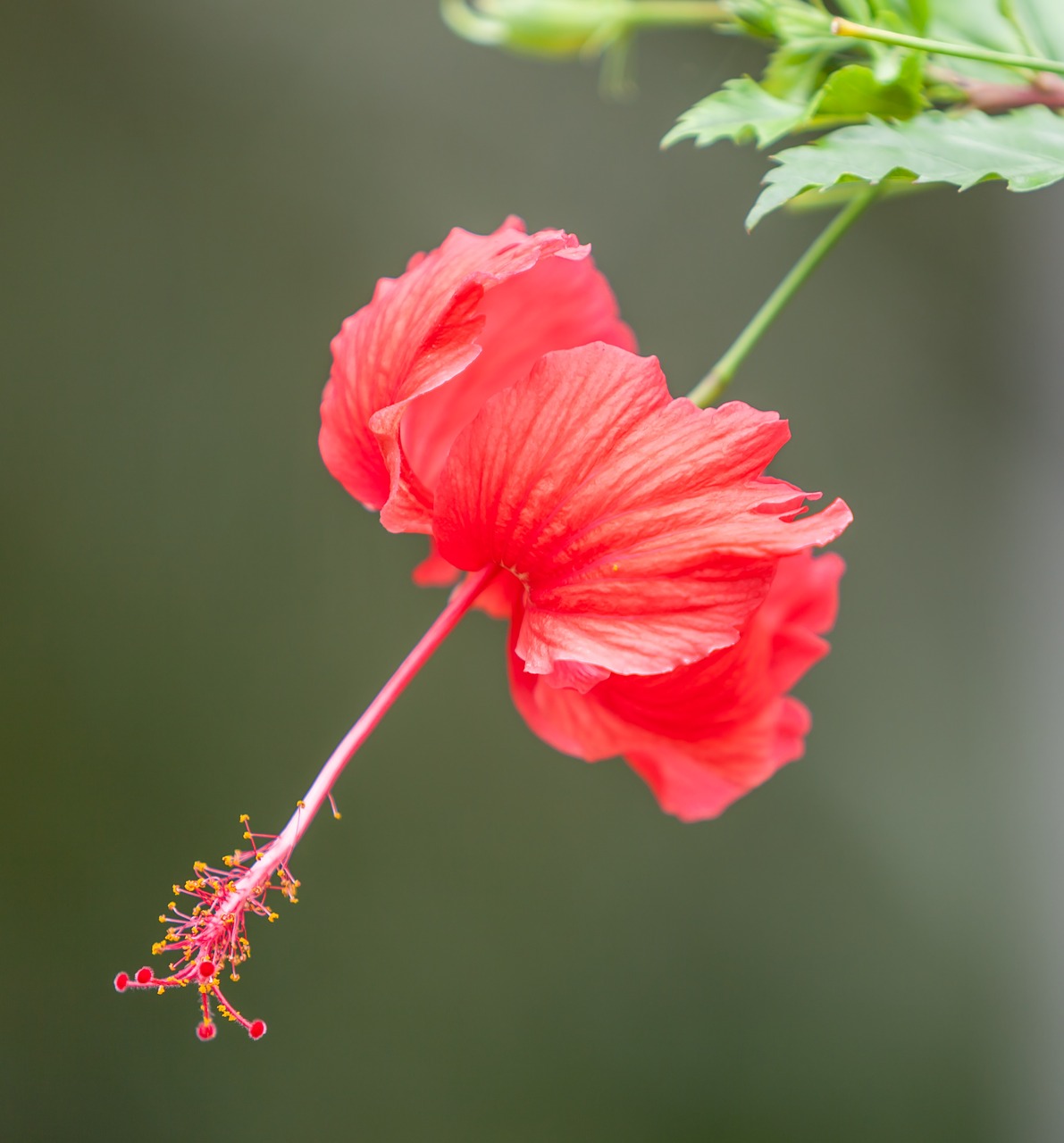 Image - flower hibiscus flower