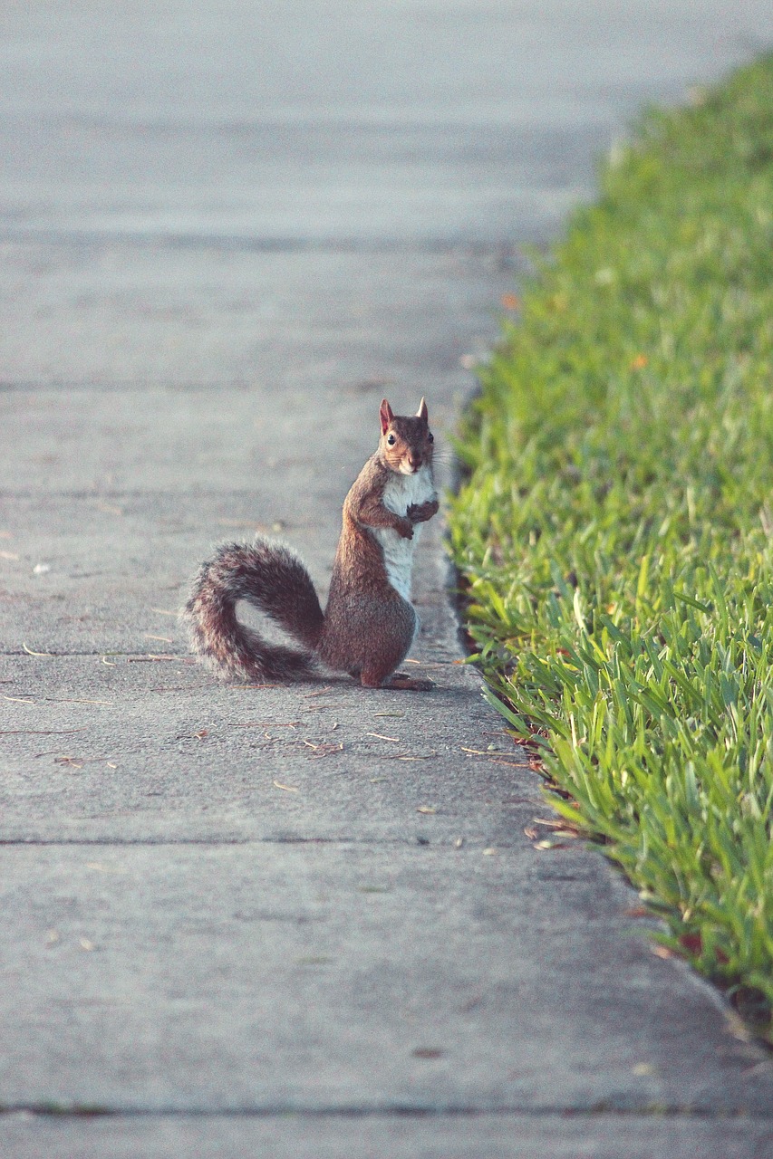 Image - rabbit park outdoor animal cute