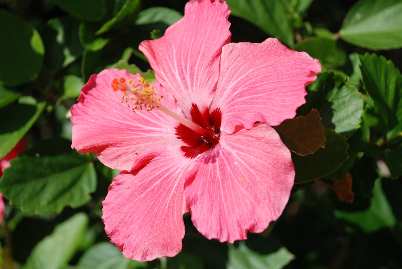 Image - nature pink flower hibiscus