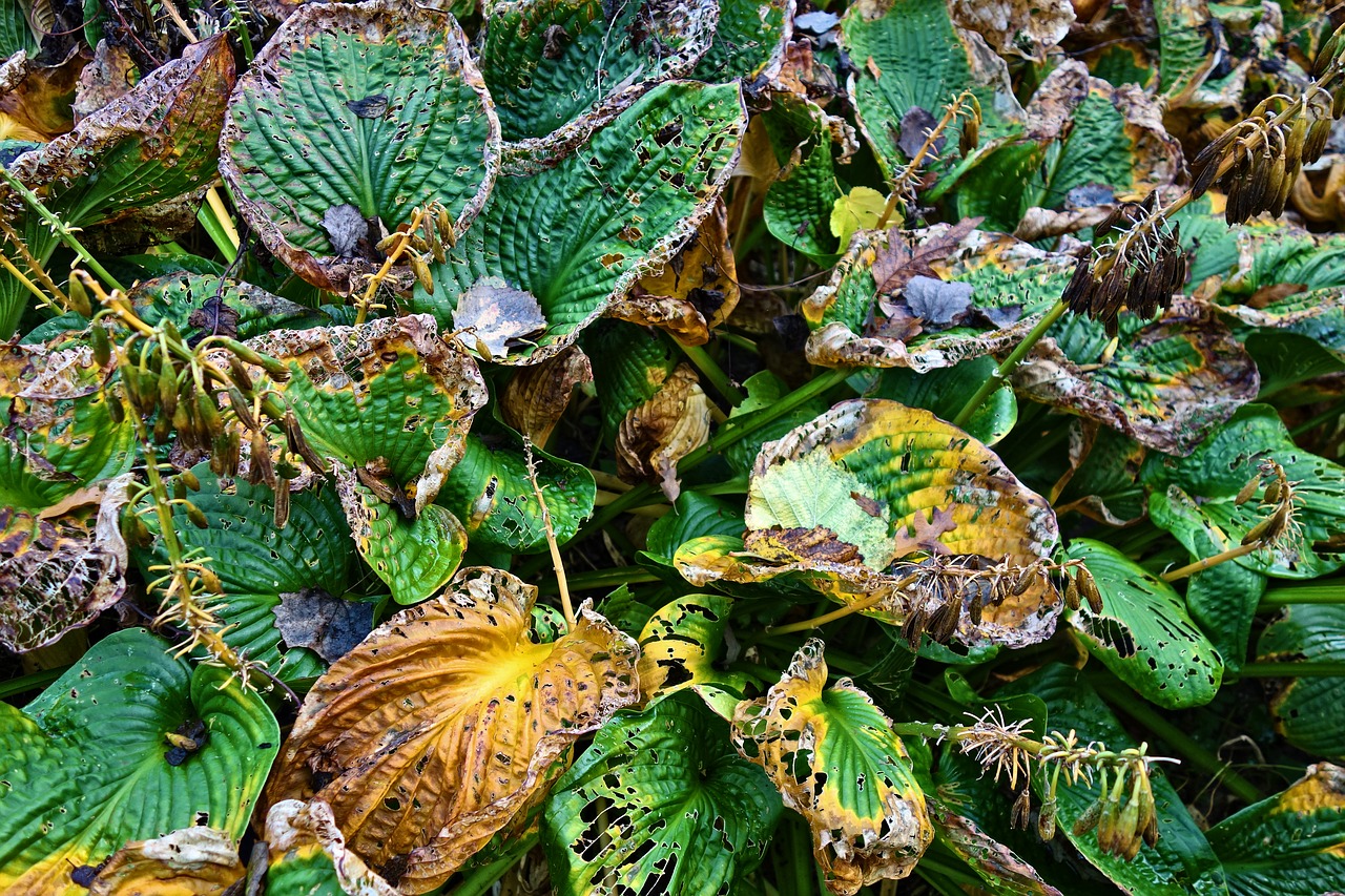 Image - hosta plant withering decay