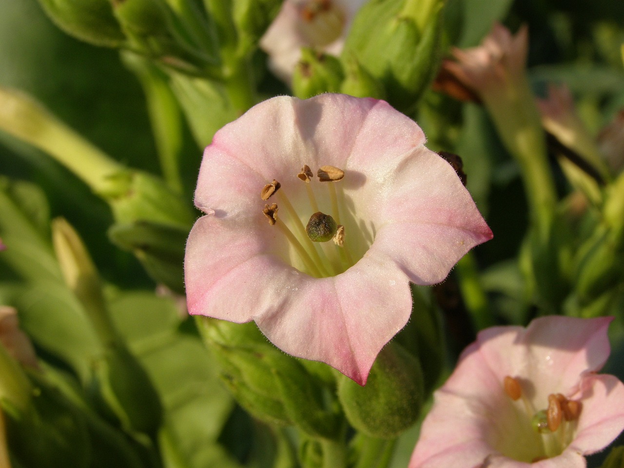 Image - wild crops blossom bloom