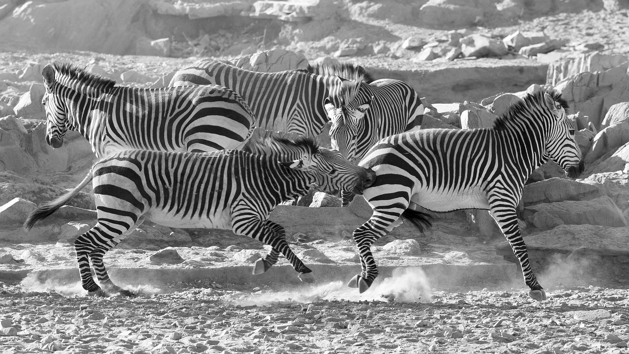 Image - zebra mountain zebra namibia desert