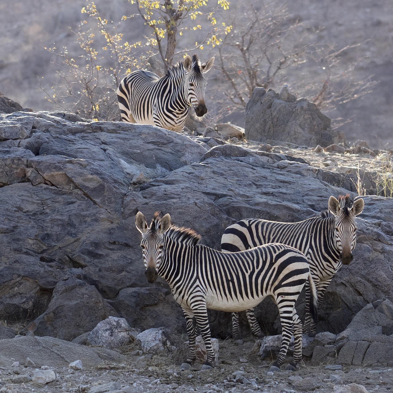 Image - zebra color desert mountains