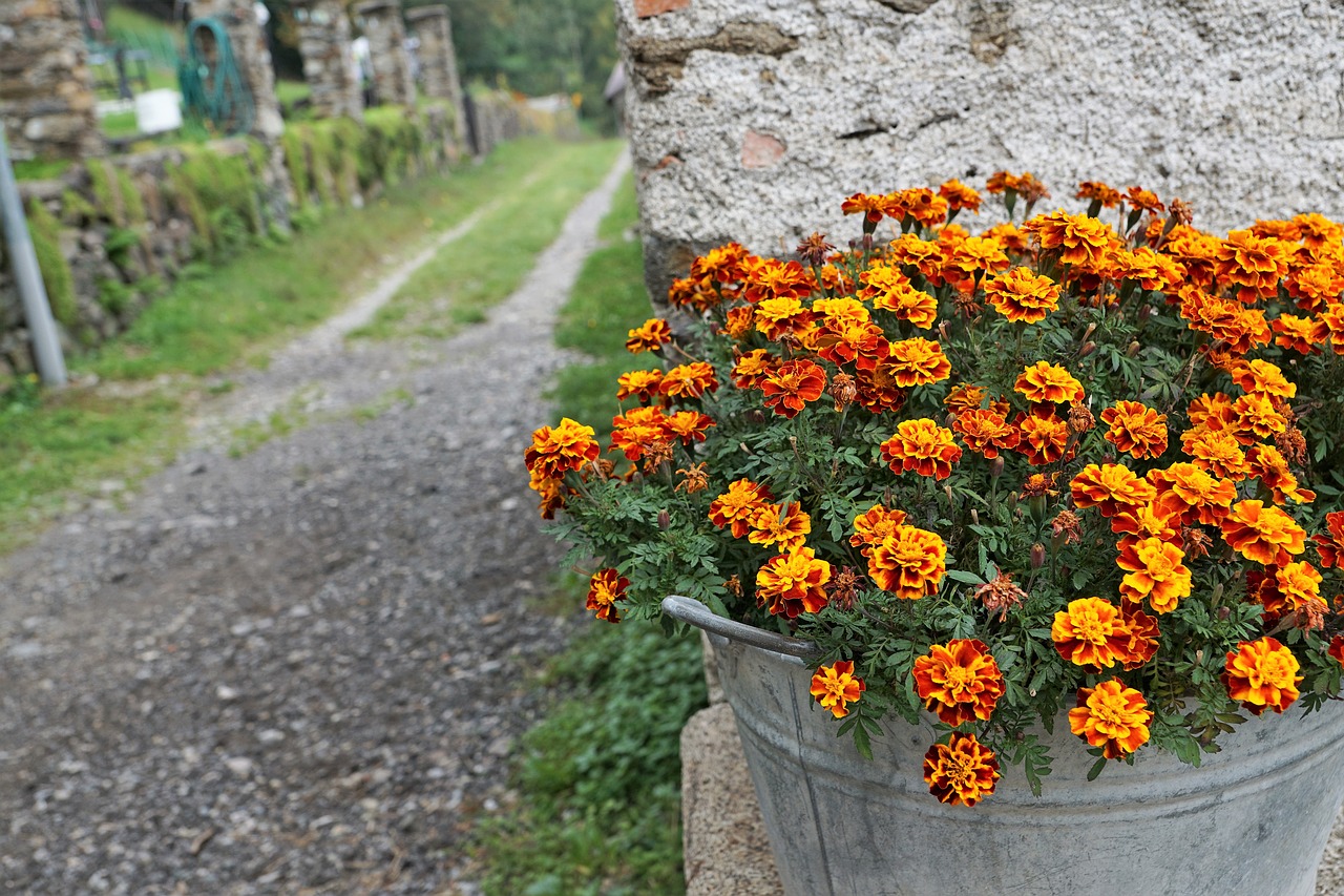 Image - flowers road pot marigold autumn