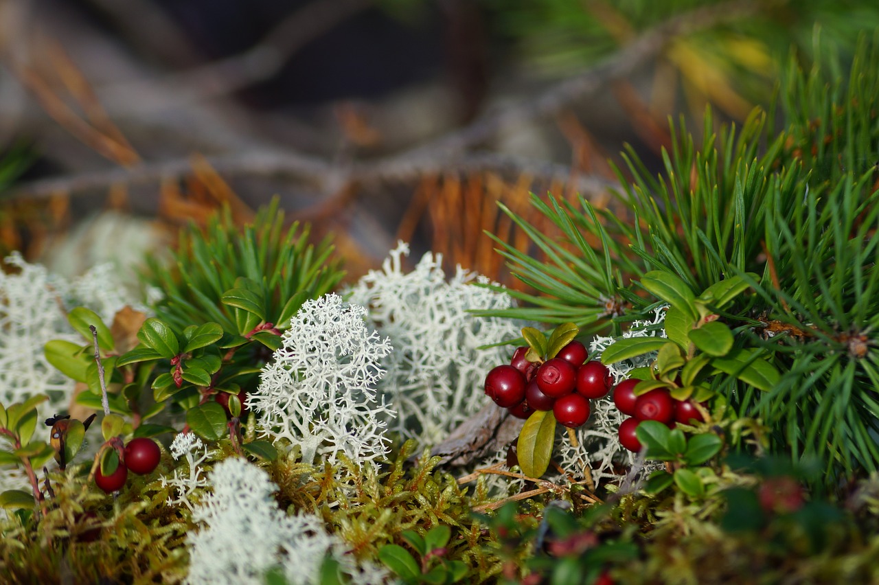 Image - lingon edible forest floor autumn