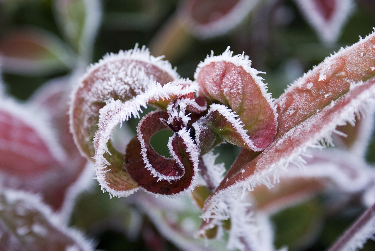 Image - leaves frozen winter frost nature