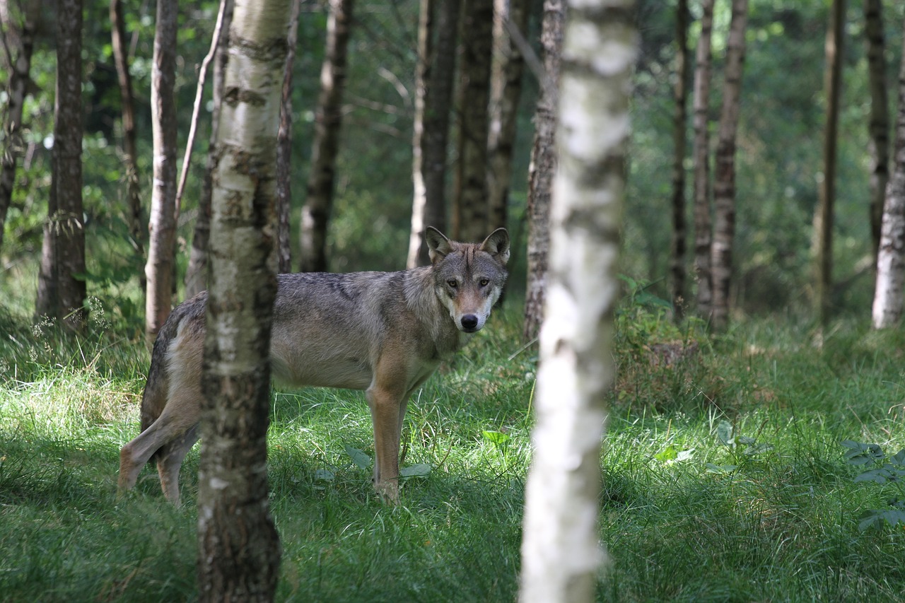 Image - wolf forest animal wild nature