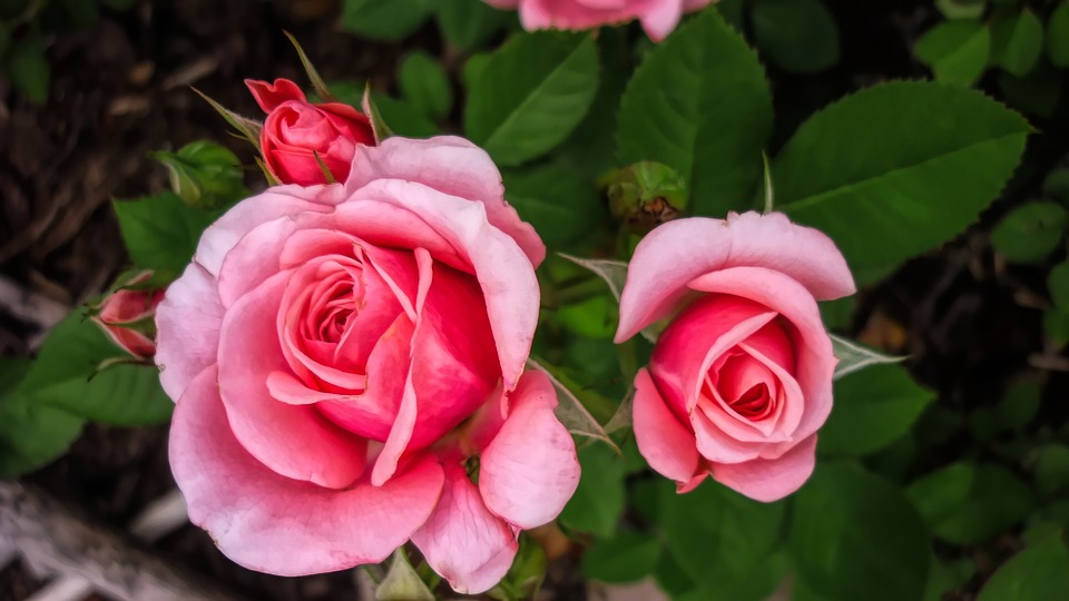 Image - flowers flora pink nature