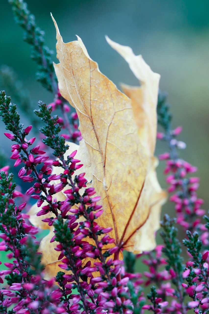 Image - autumn heather leaf