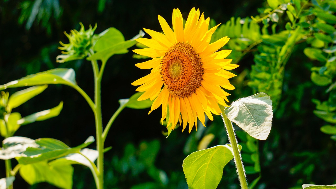 Image - sunflower nature flowers