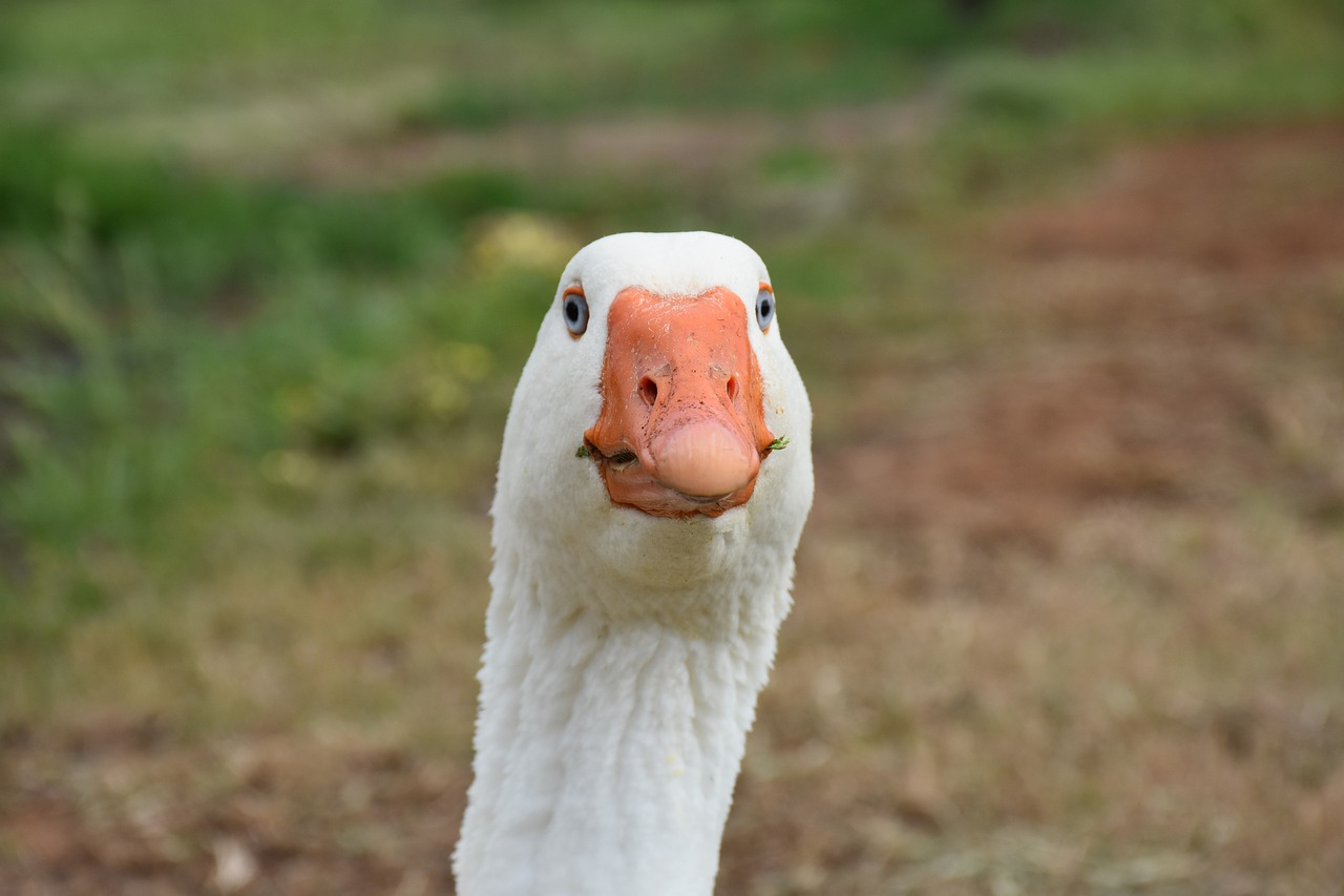 Image - goose wildlife farm bird white