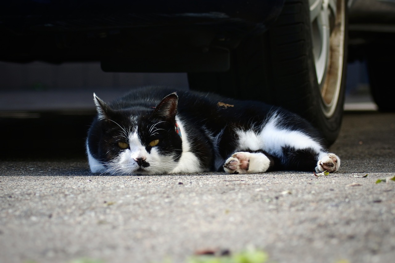 Image - animal pet cat take a nap sleepy