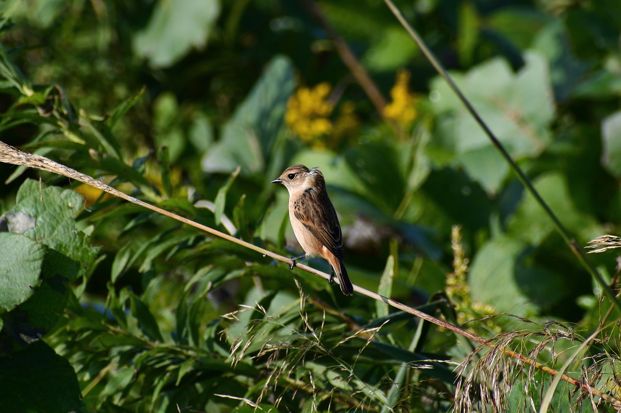 Image - animal grass flowering plant bird