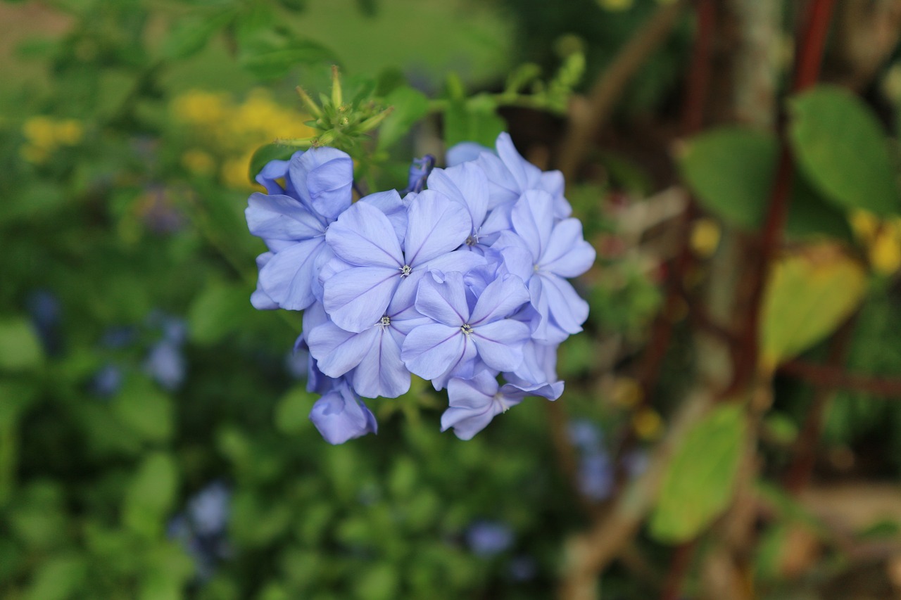 Image - plant ornamental kind of wood