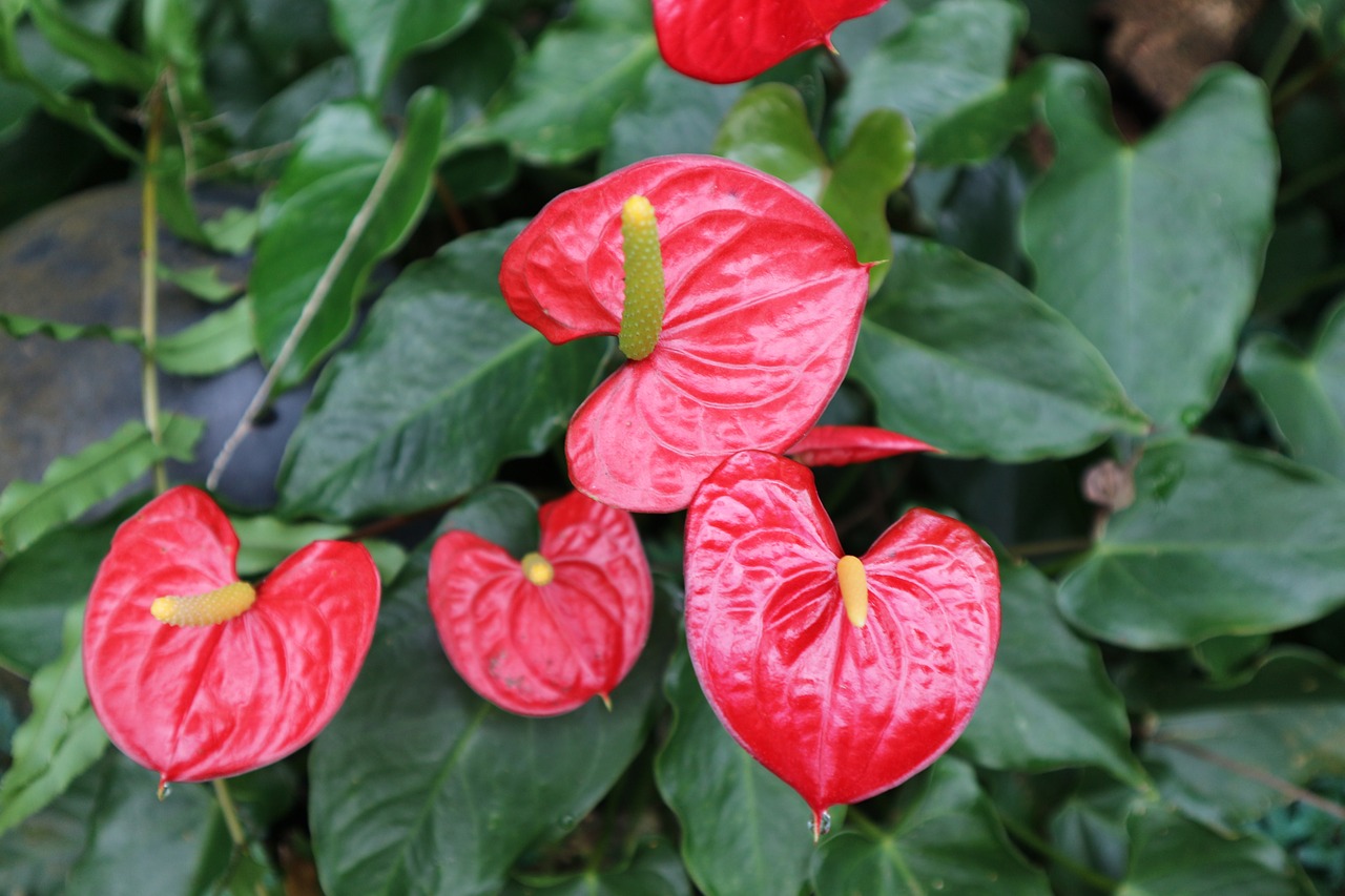Image - plant ornamental kind of wood