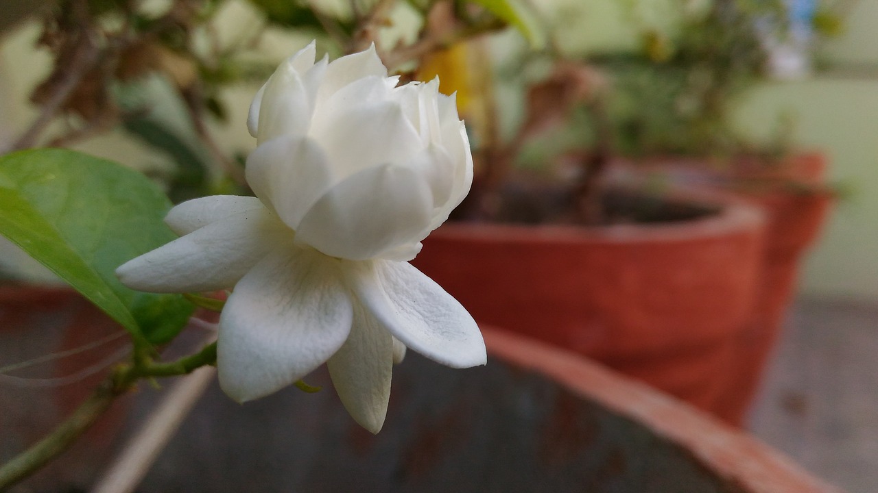 Image - flower pot white garden bloom