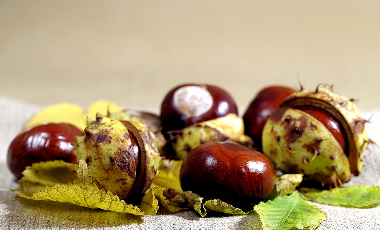 Image - autumn chestnuts horse chestnut