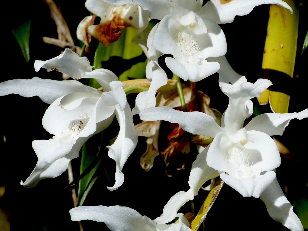 Image - orchid flower reunion island nature