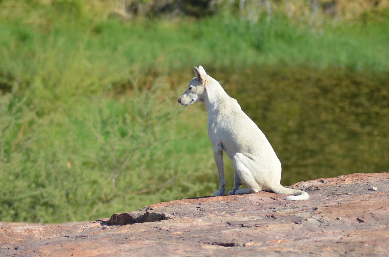 Image - dog distant vision longing