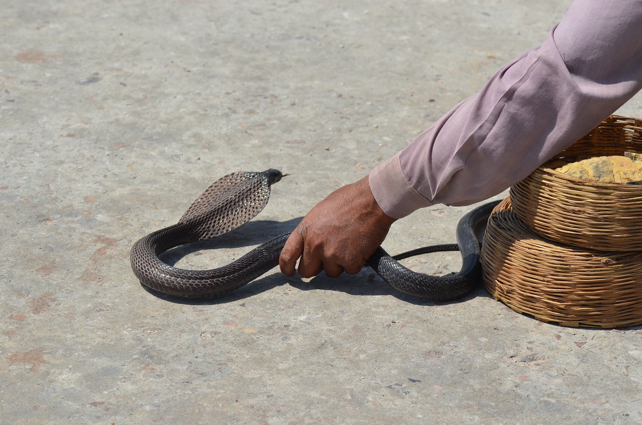 Image - snake toxic animal threatening