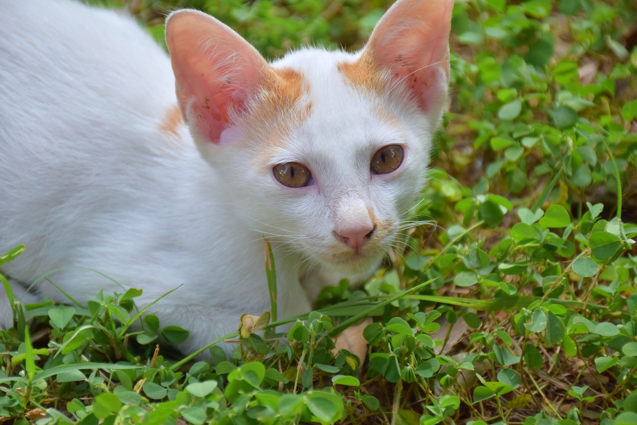 Image - cat kitten cute white nature