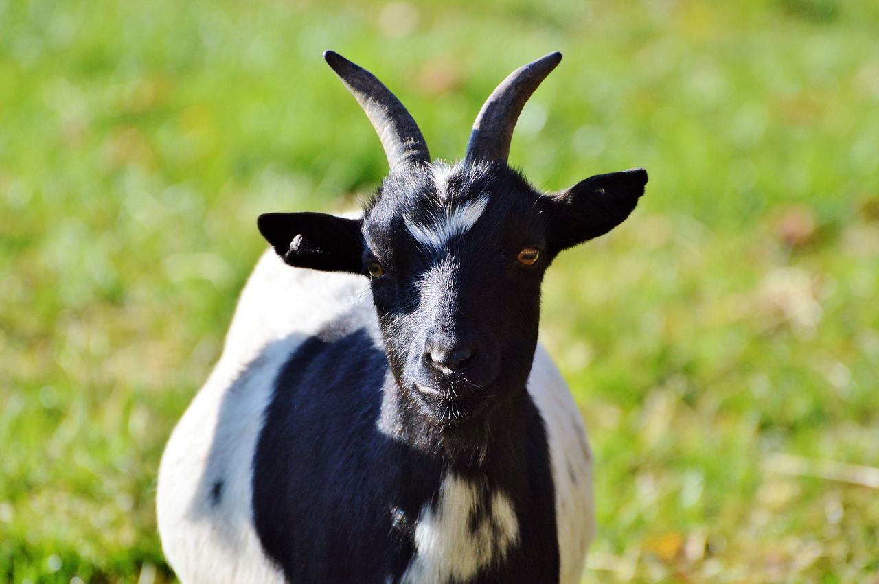 Image - dwarf goat goat domestic goat