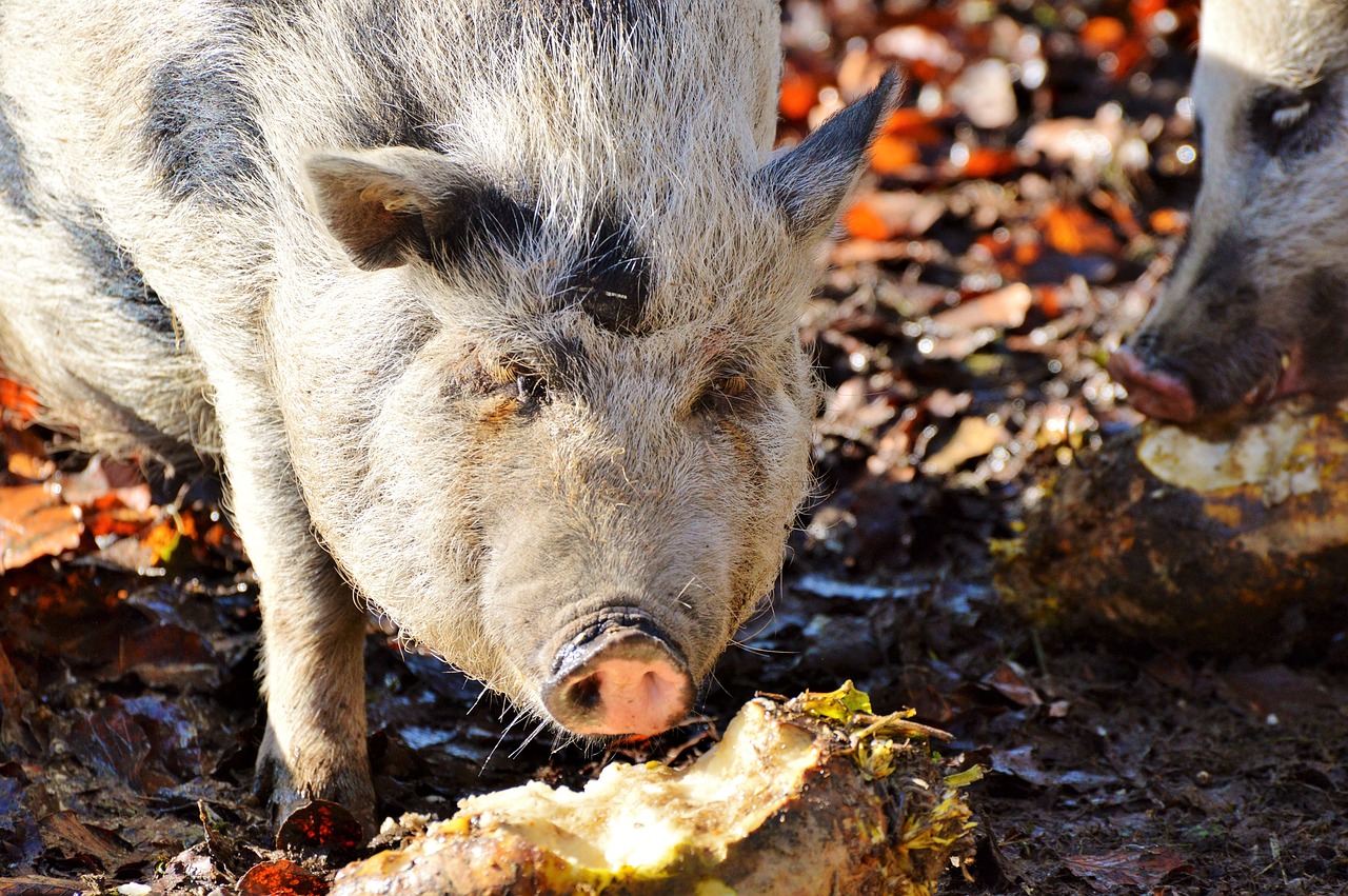 Image - pot bellied pig pig sow livestock