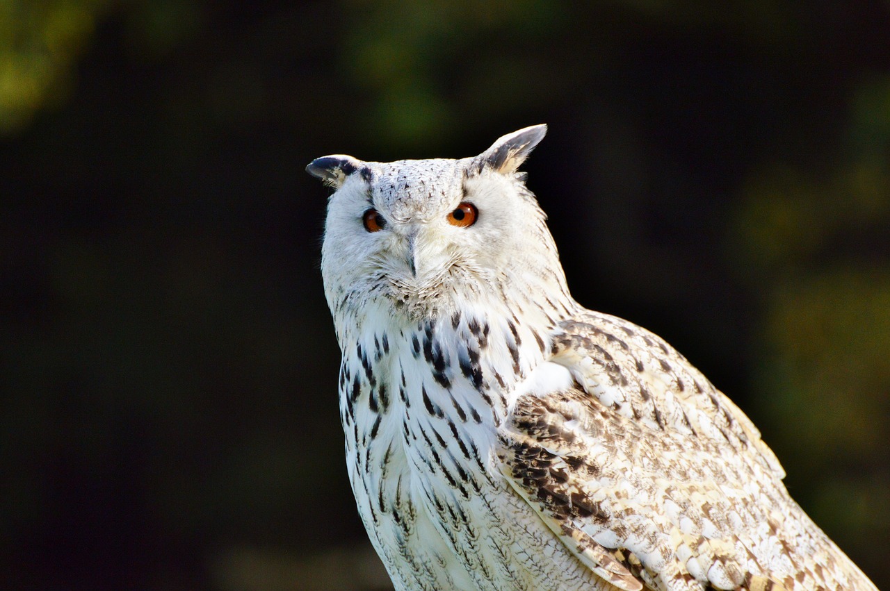 Image - barn owl owl raptor bird plumage