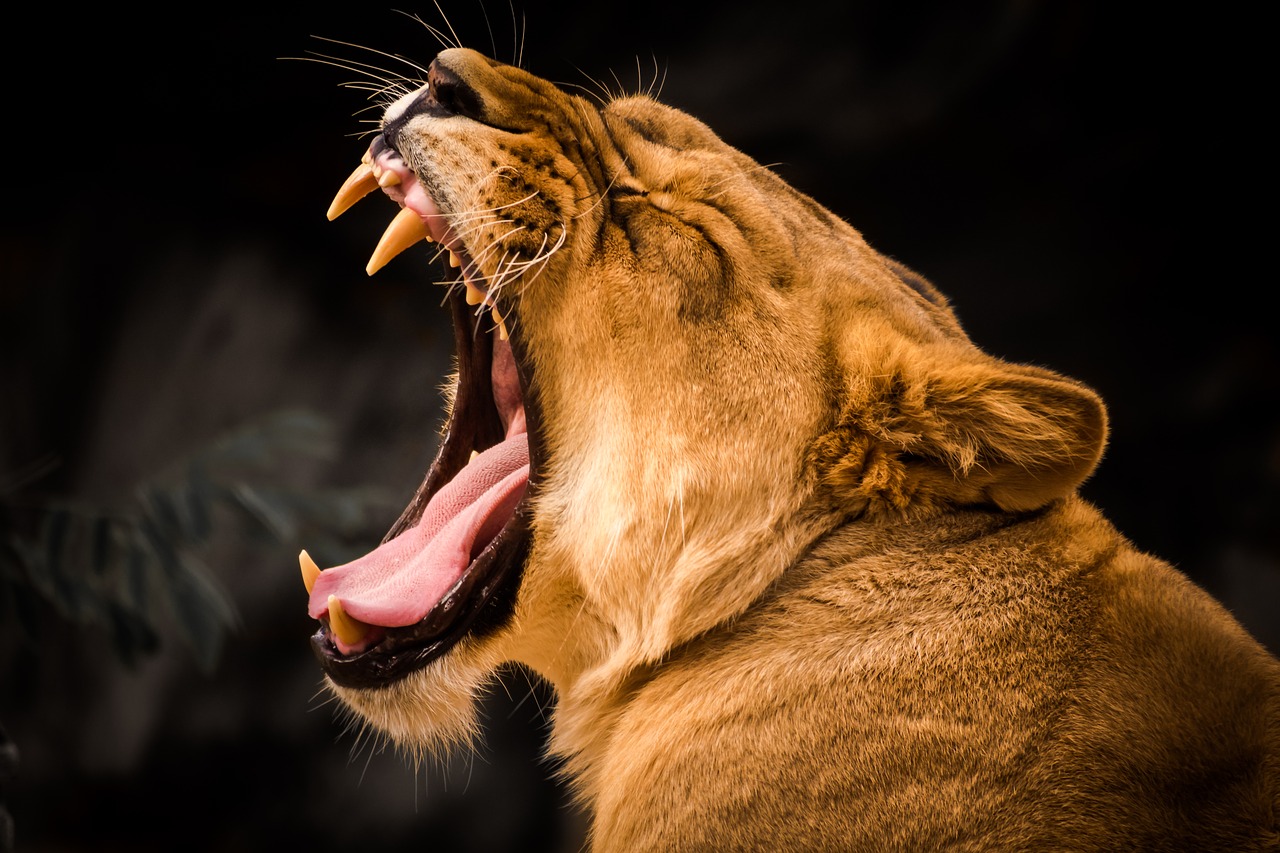 Image - lion animal world yawn tired