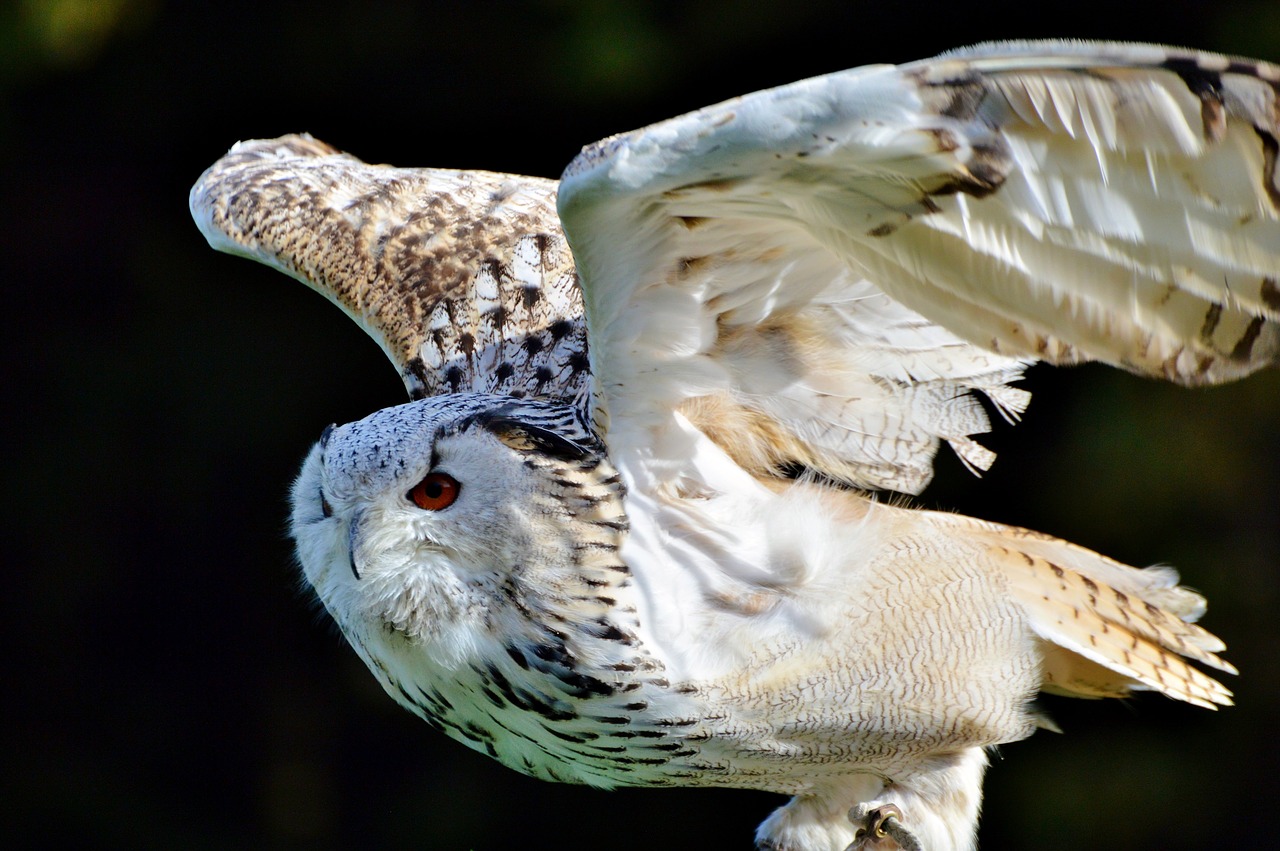 Image - barn owl owl raptor bird plumage