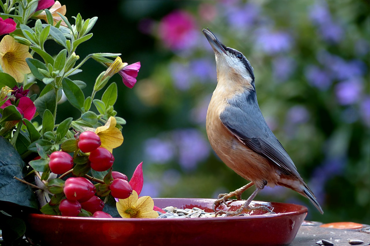 Image - animal bird kleiber sitta europaea