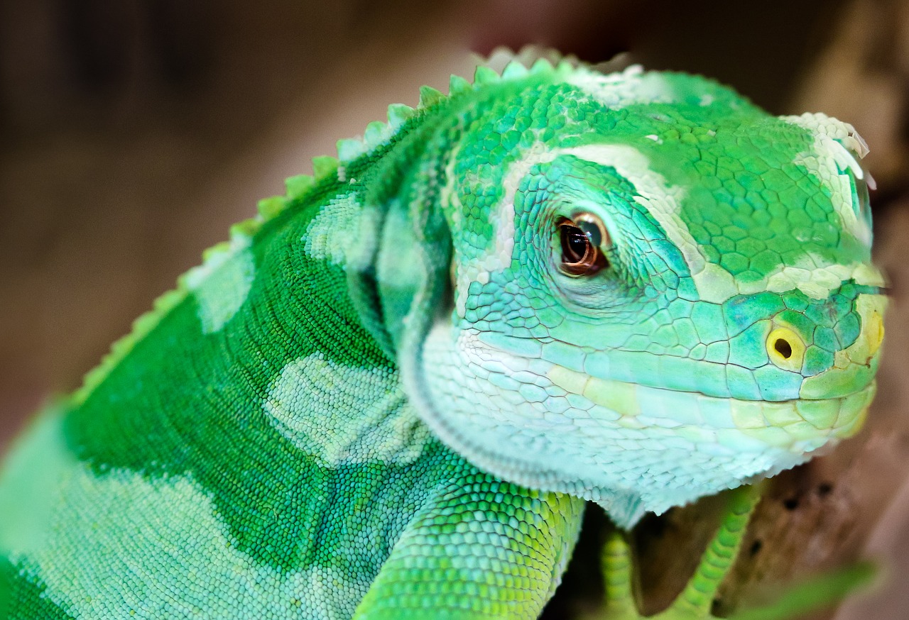 Image - animal gecko lizard green