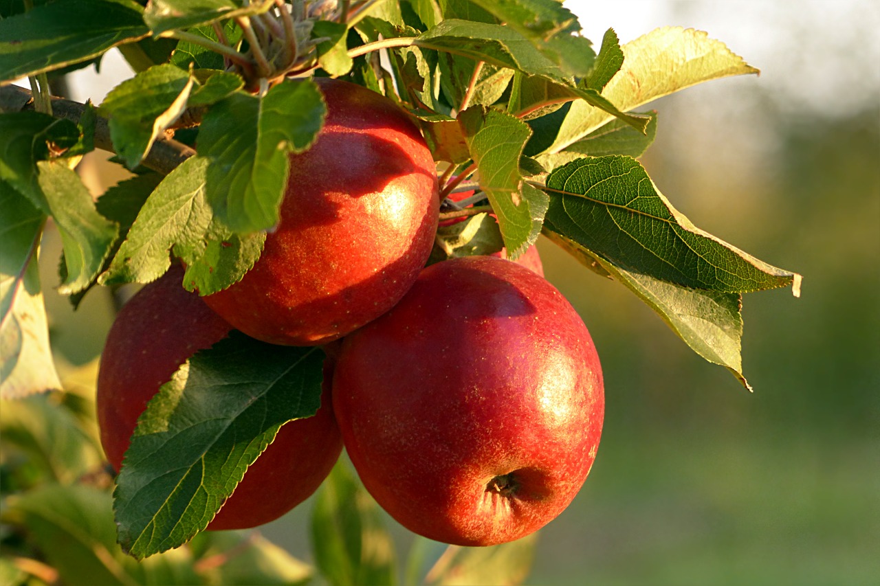 Image - fruit apple malum red healthy