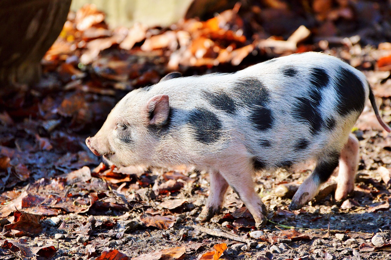 Image - pot bellied pig pig piglet