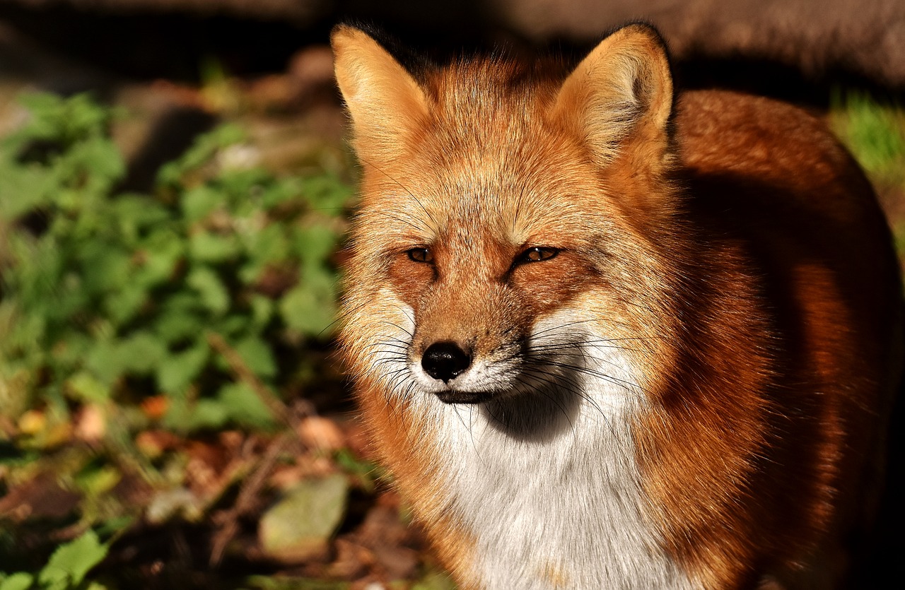 Image - fuchs animal world wild animal