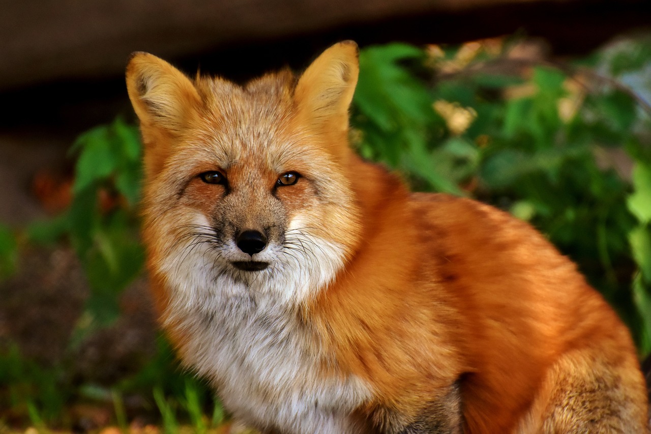 Image - fuchs animal world wild animal