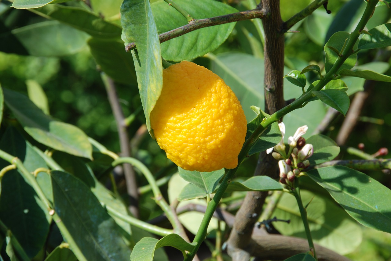 Image - lemon lemon tree lemon fruit vienna